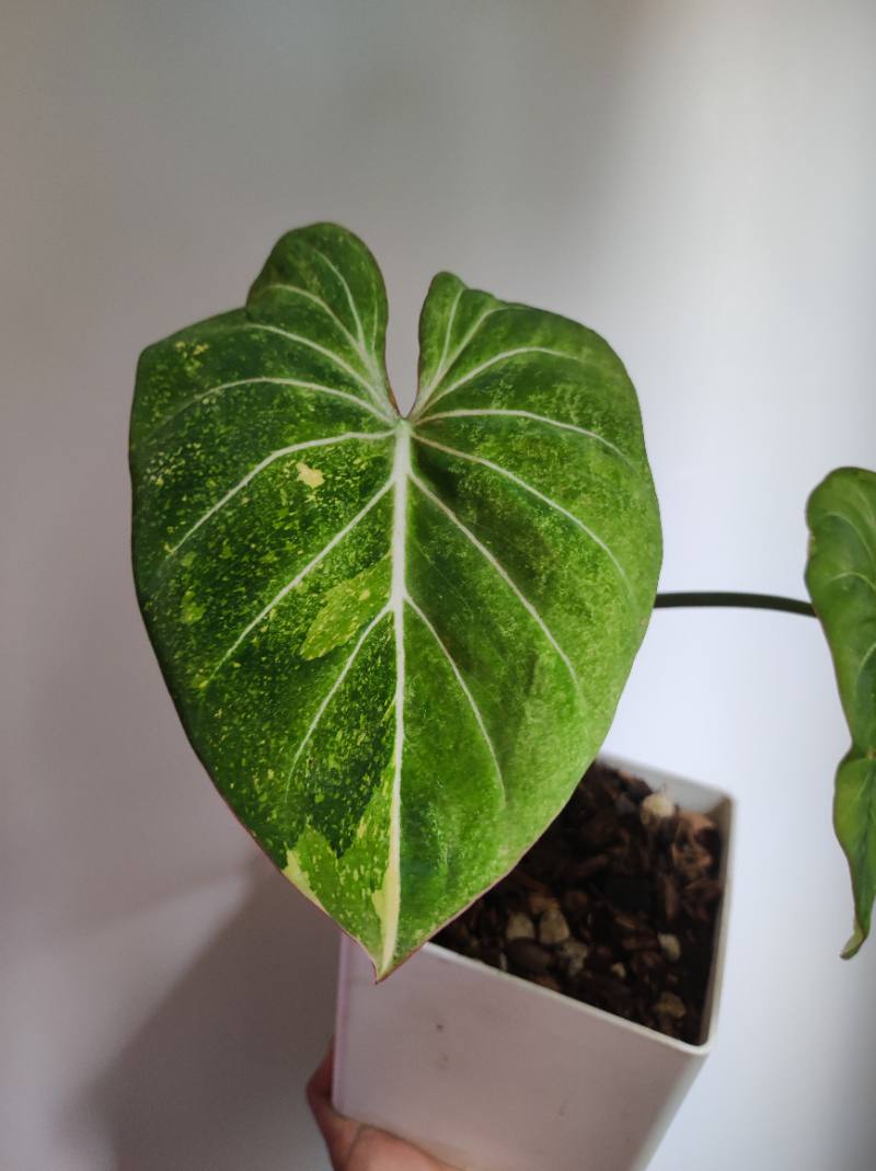 Gloriosum tricolor foto 3