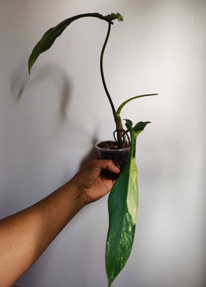 Jopii variegado