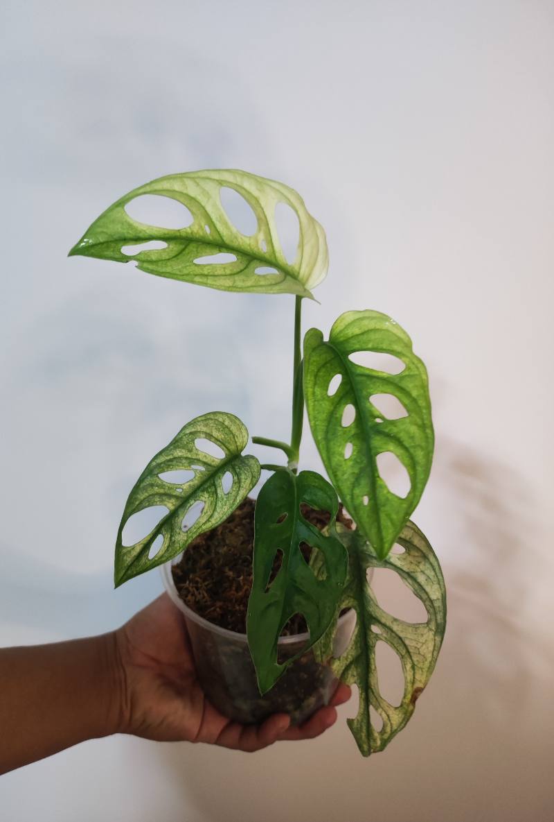 Monstera Adansonii Archipiélago