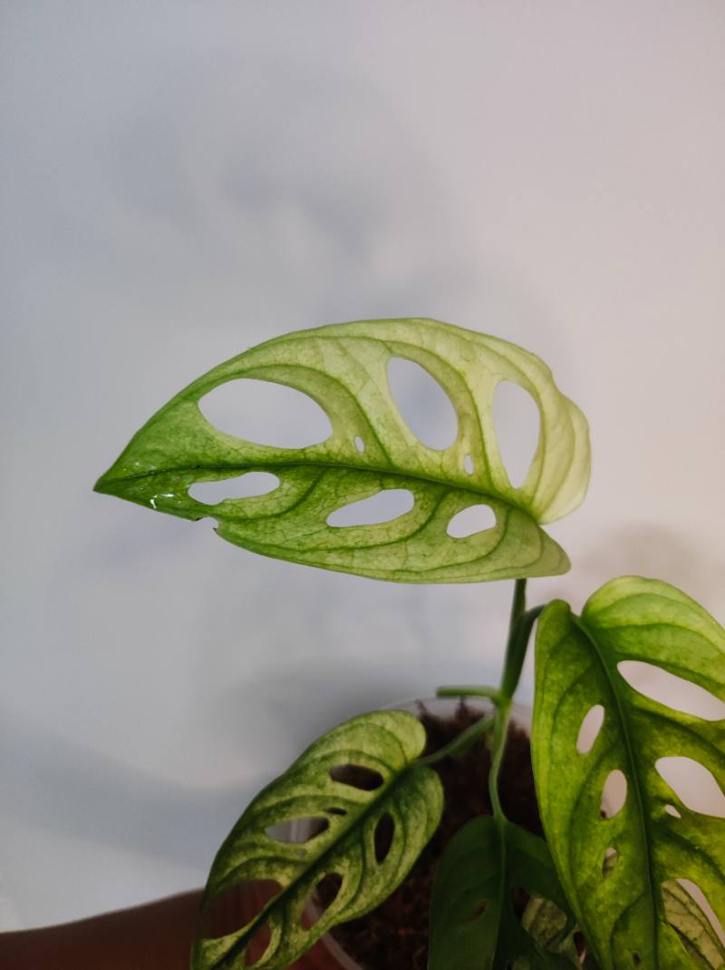 Monstera Adansonii Archipiélago foto 2