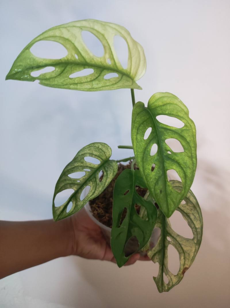 Monstera Adansonii Archipiélago foto 3