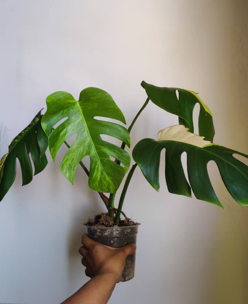 Monstera Tricolor
