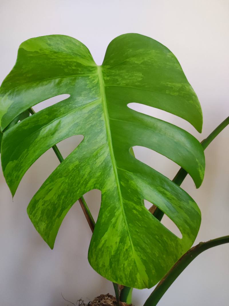 Monstera Tricolor foto 2