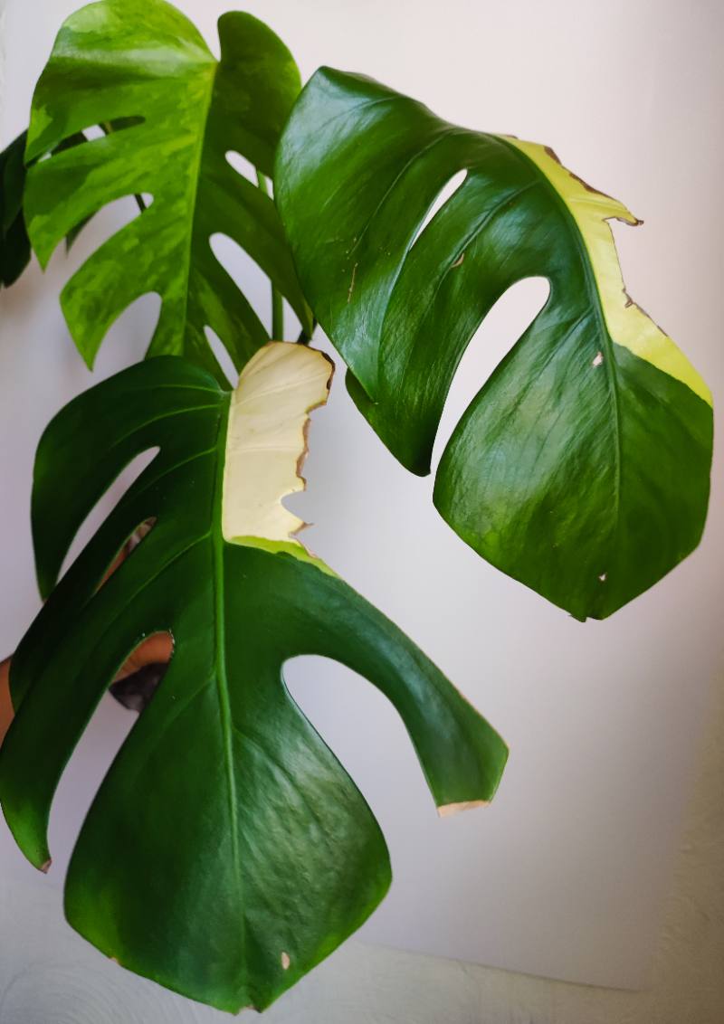 Monstera Tricolor foto 3