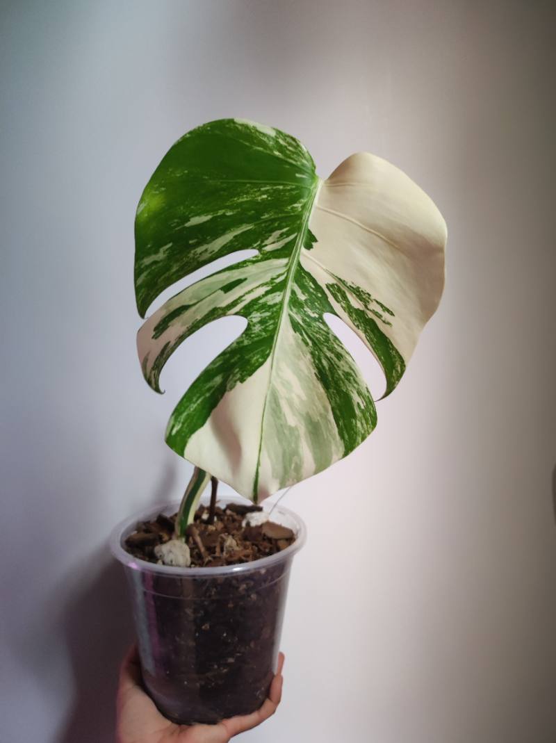 Monstera Variegada