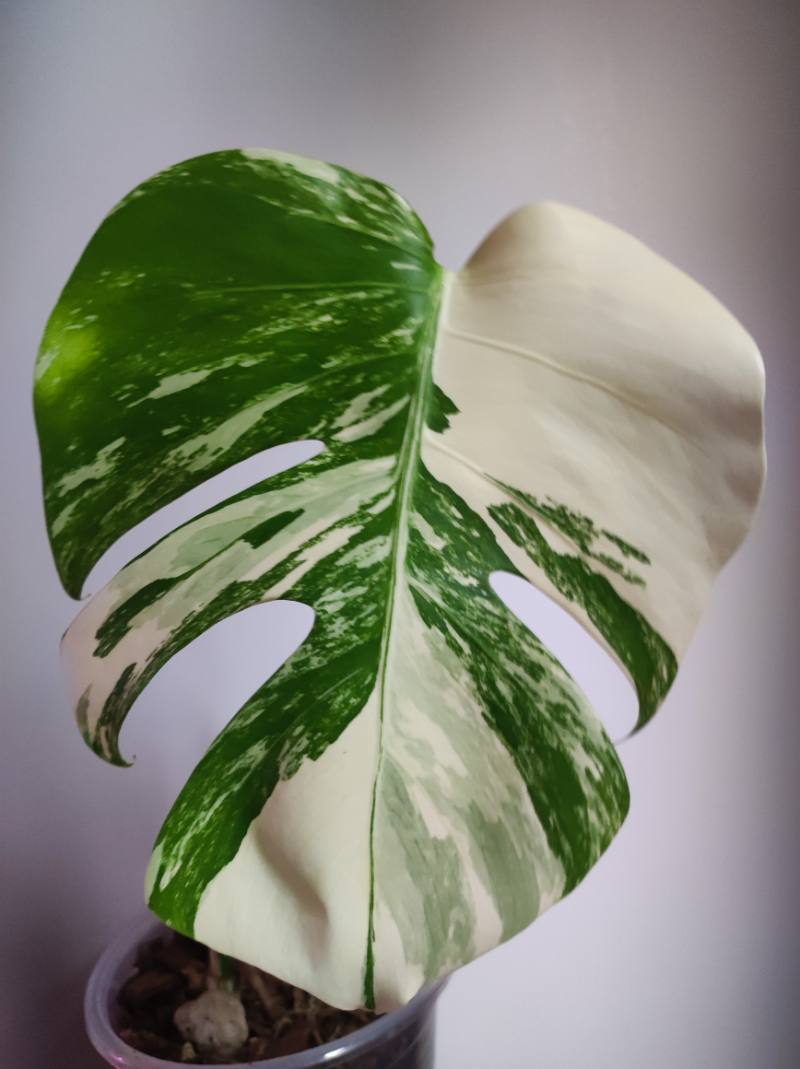Monstera Variegada foto 2