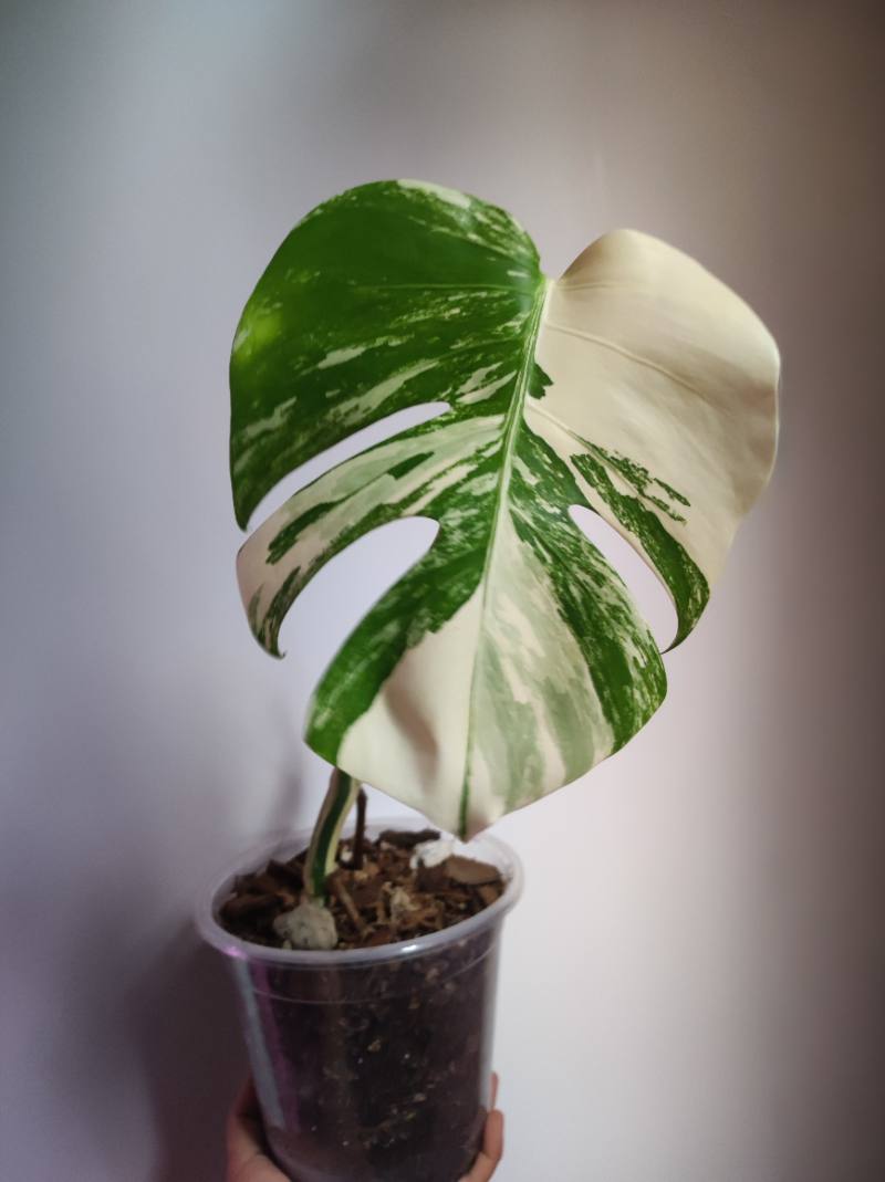 Monstera Variegada foto 3