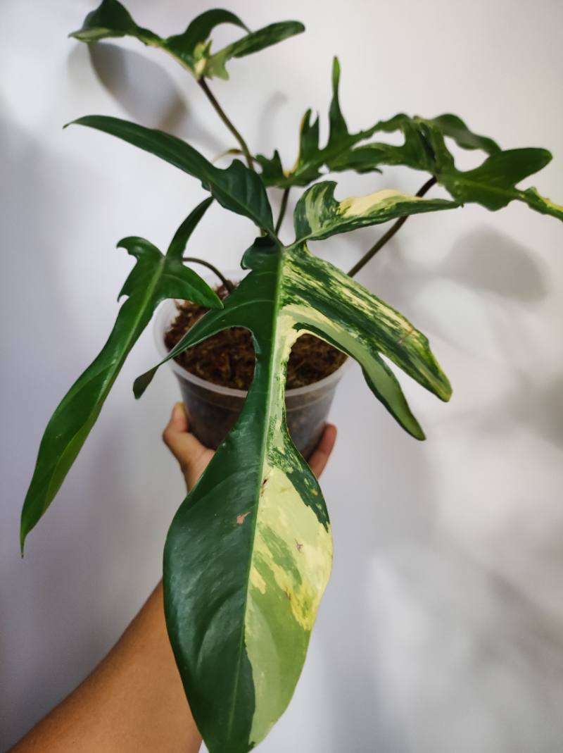 Philodendron florida Beauty
