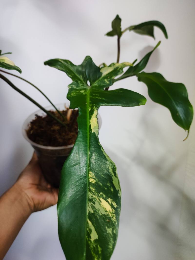 Philodendron florida Beauty foto 2