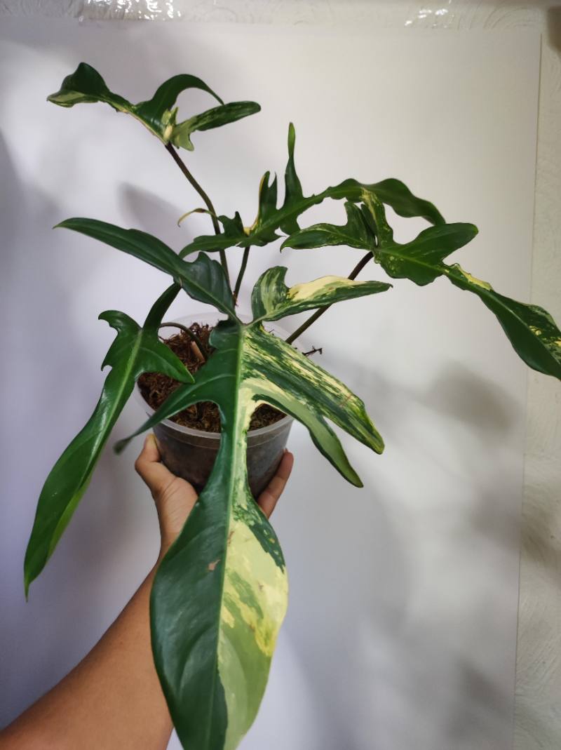 Philodendron florida Beauty foto 3