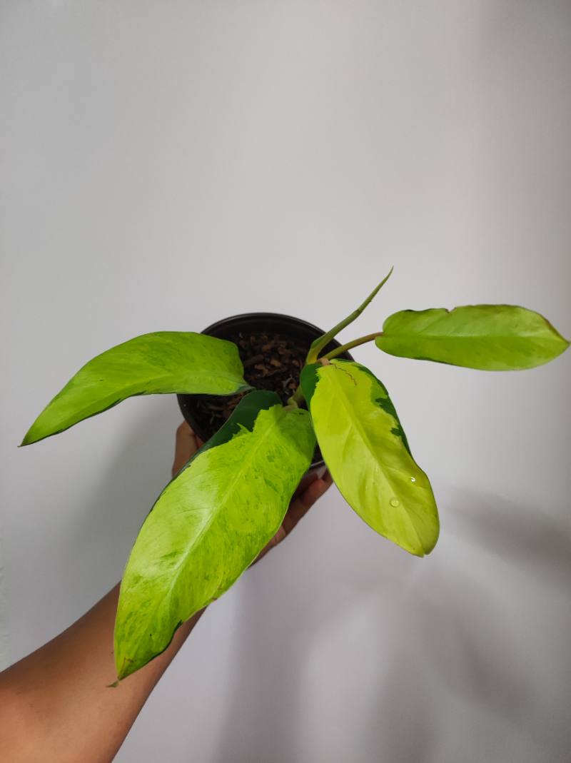 Philodendron Thai sunrise