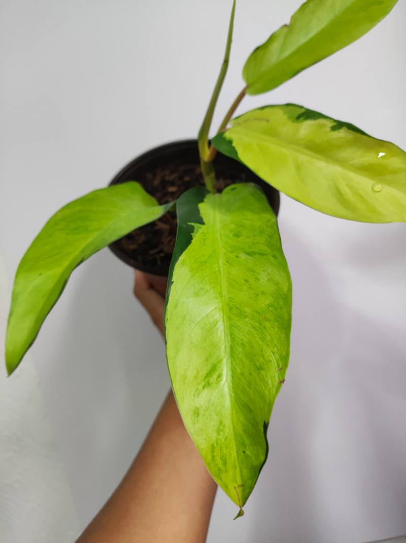Philodendron Thai sunrise foto 2