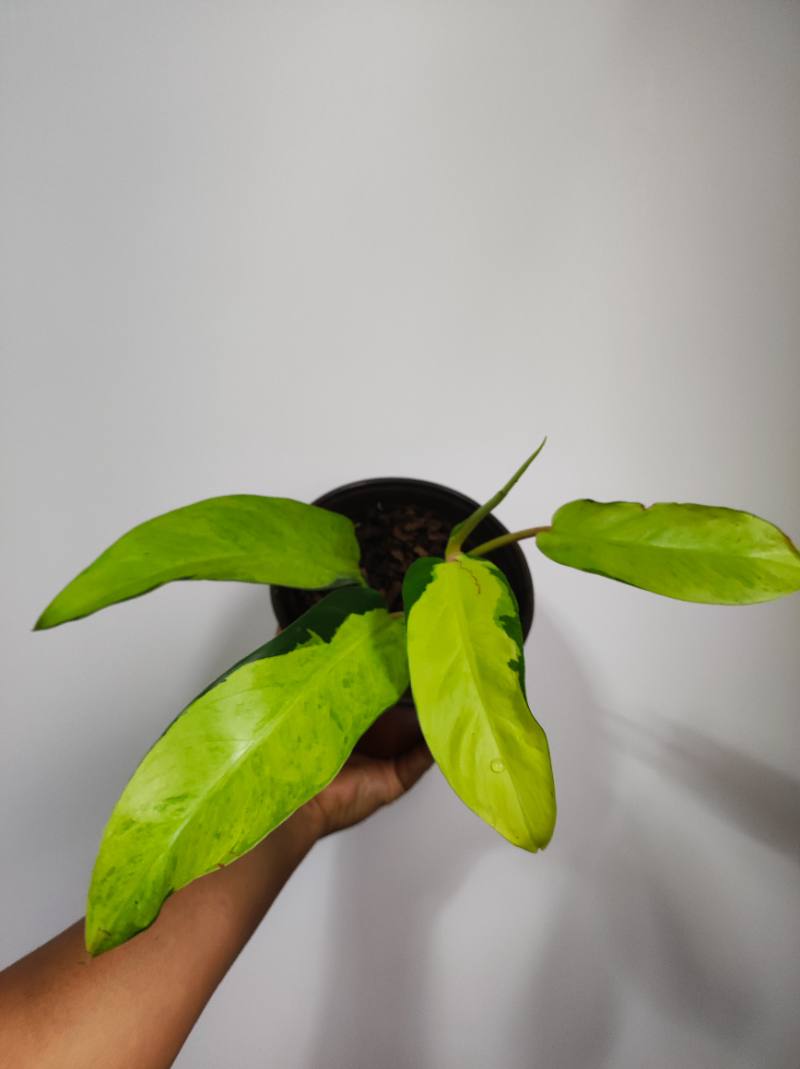 Philodendron Thai sunrise foto 3