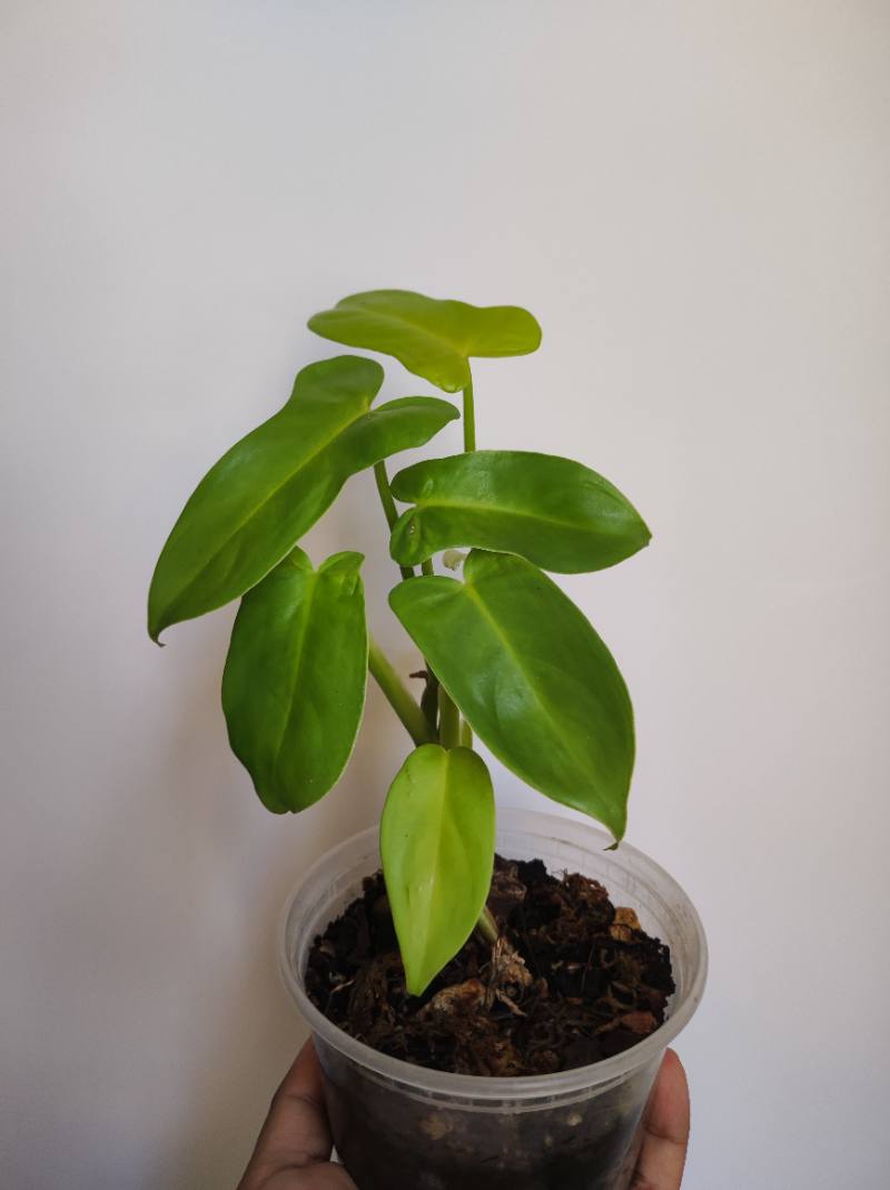 Philodendron Violin Neon