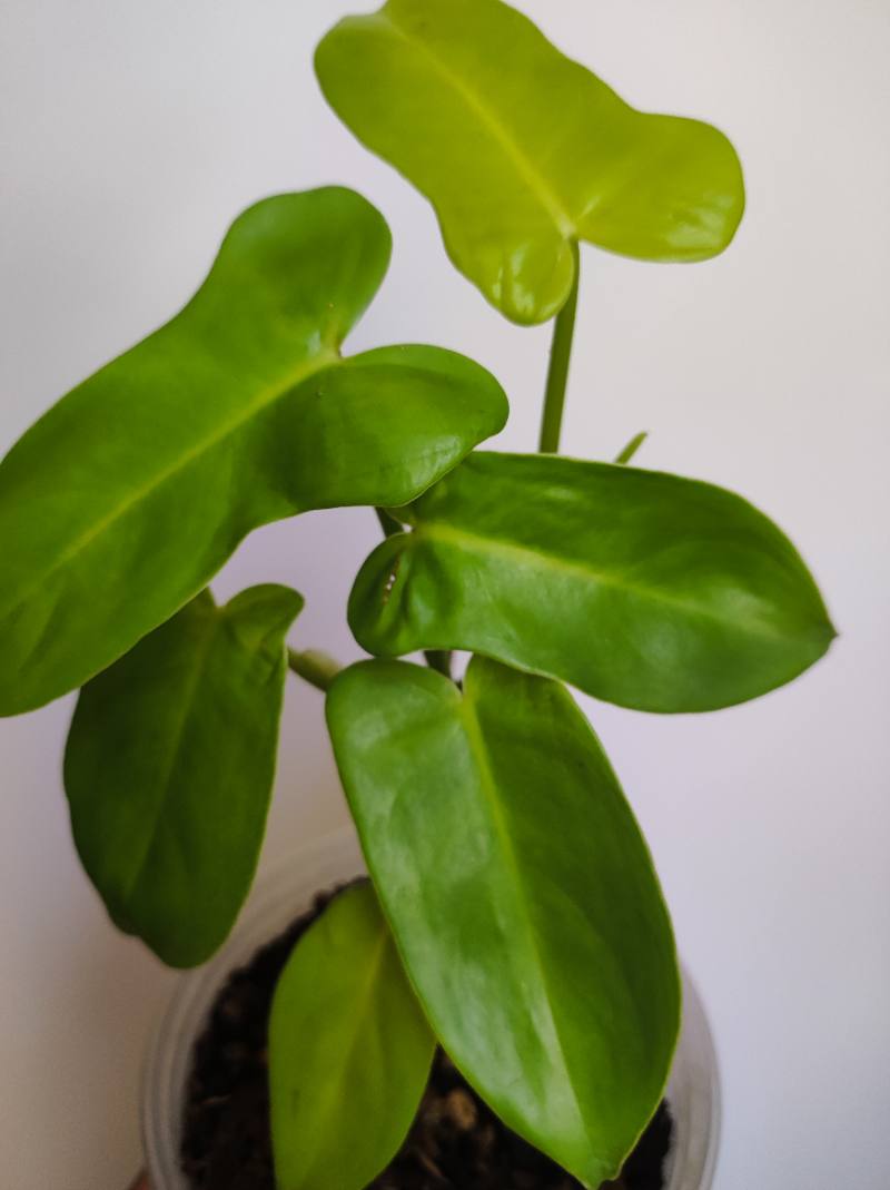Philodendron Violin Neon foto 2