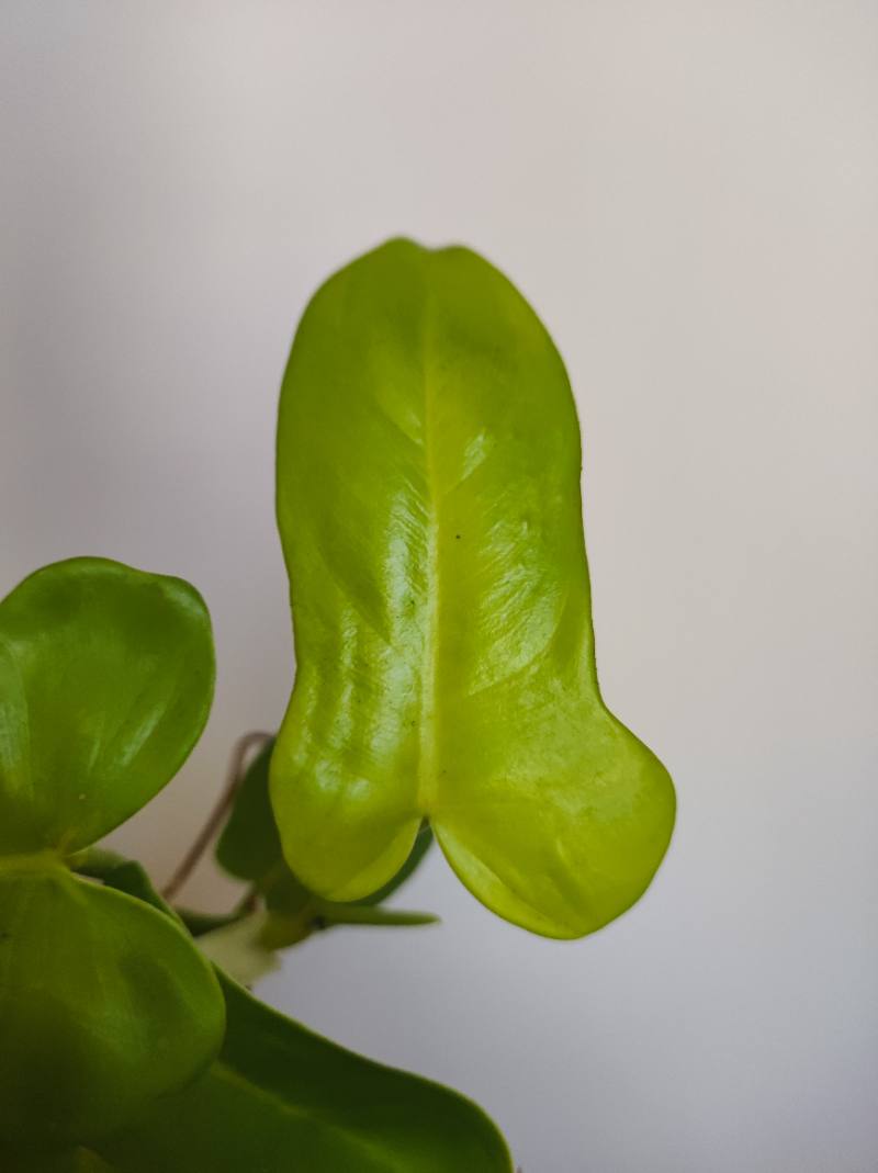 Philodendron Violin Neon foto 3