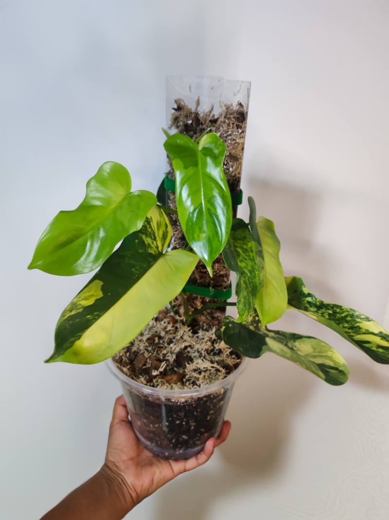Philodendron Violin Variegado