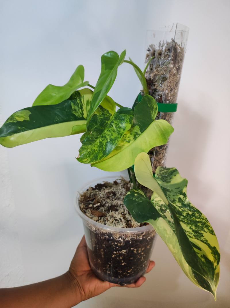 Philodendron Violin Variegado foto 2