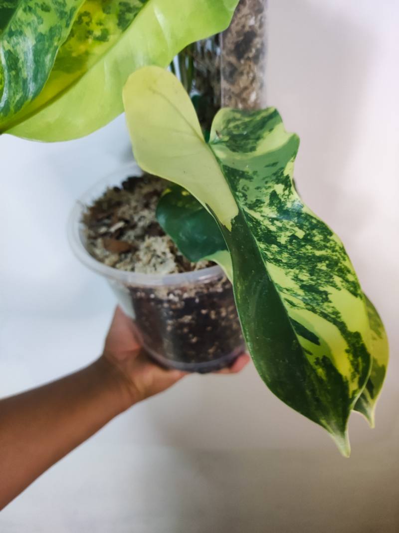 Philodendron Violin Variegado foto 3