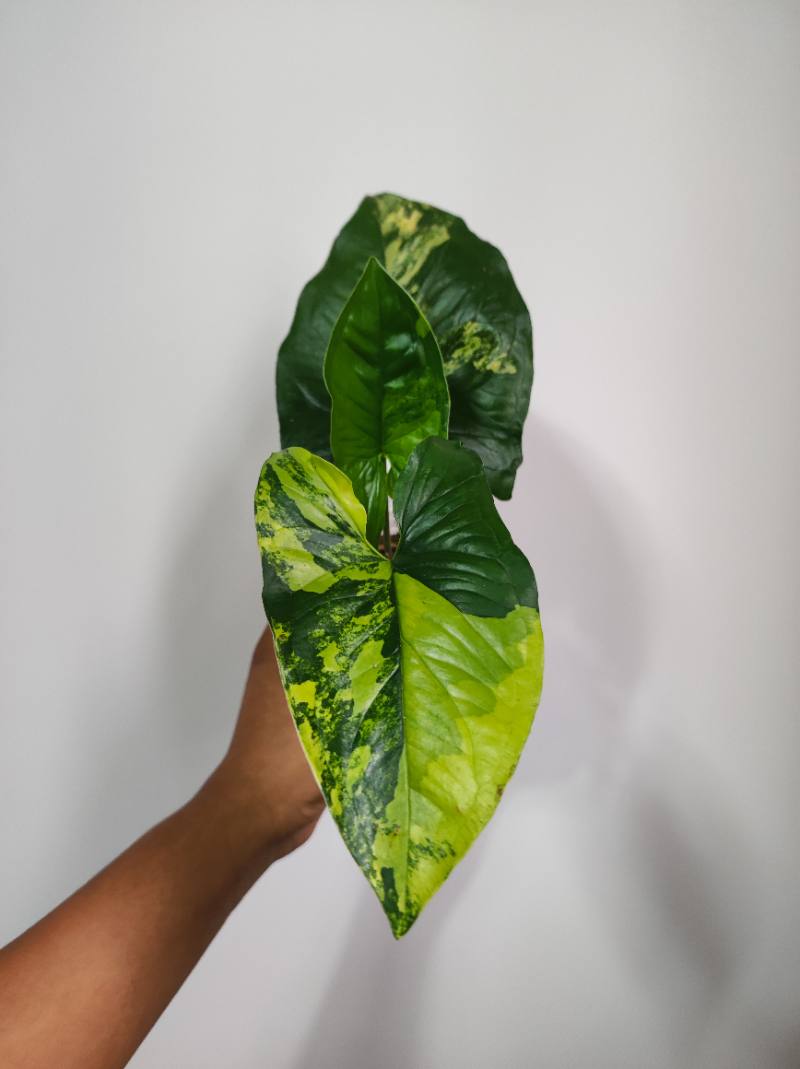 Syngomio Aurea