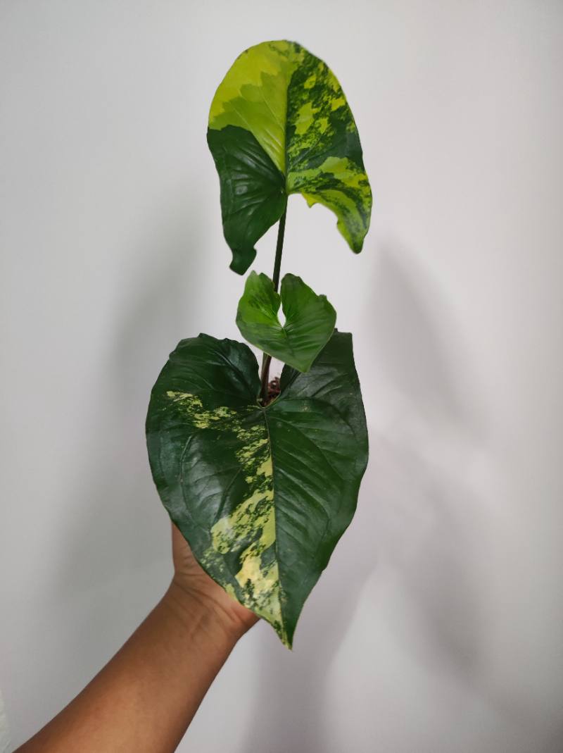 Syngomio Aurea foto 2