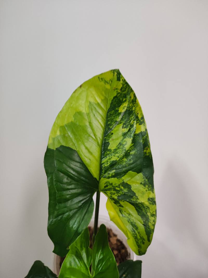 Syngomio Aurea foto 3