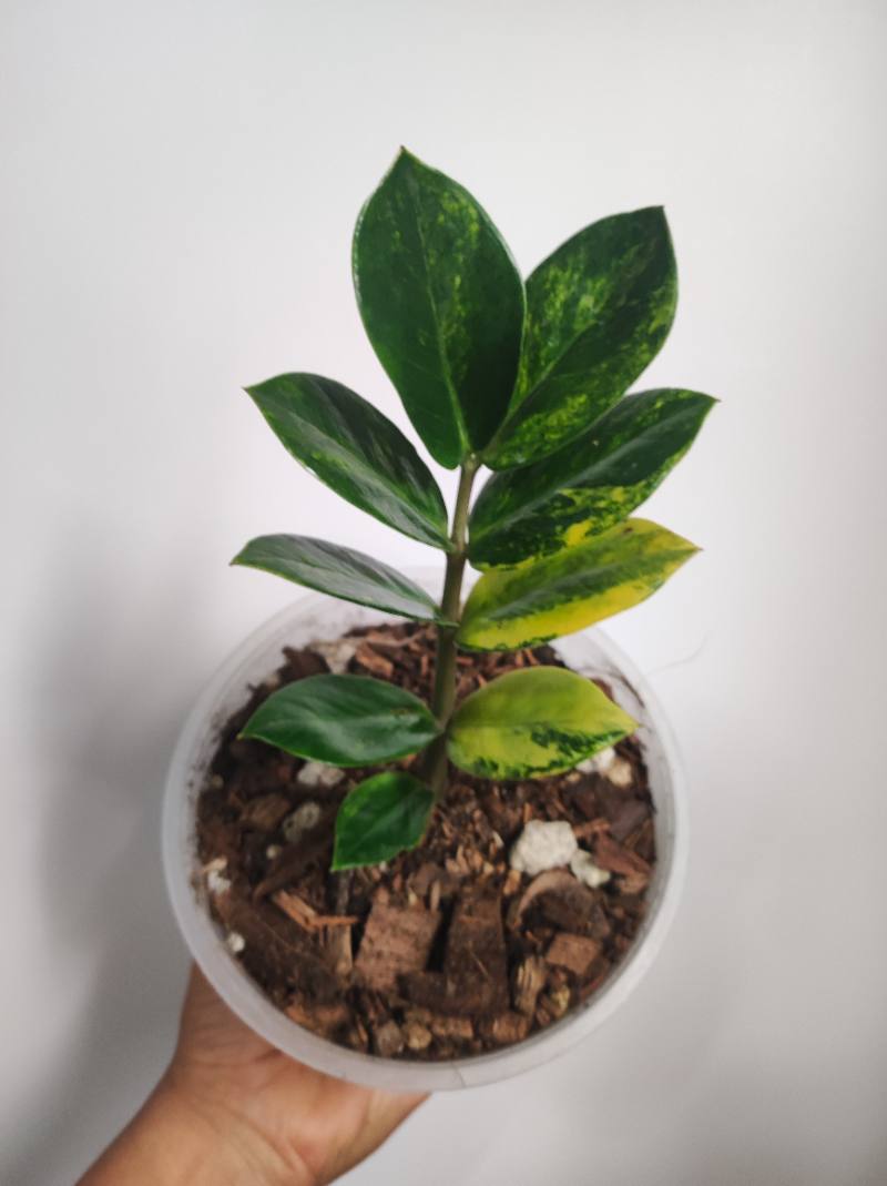 Zz variegada