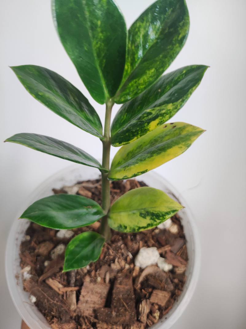 Zz variegada foto 2