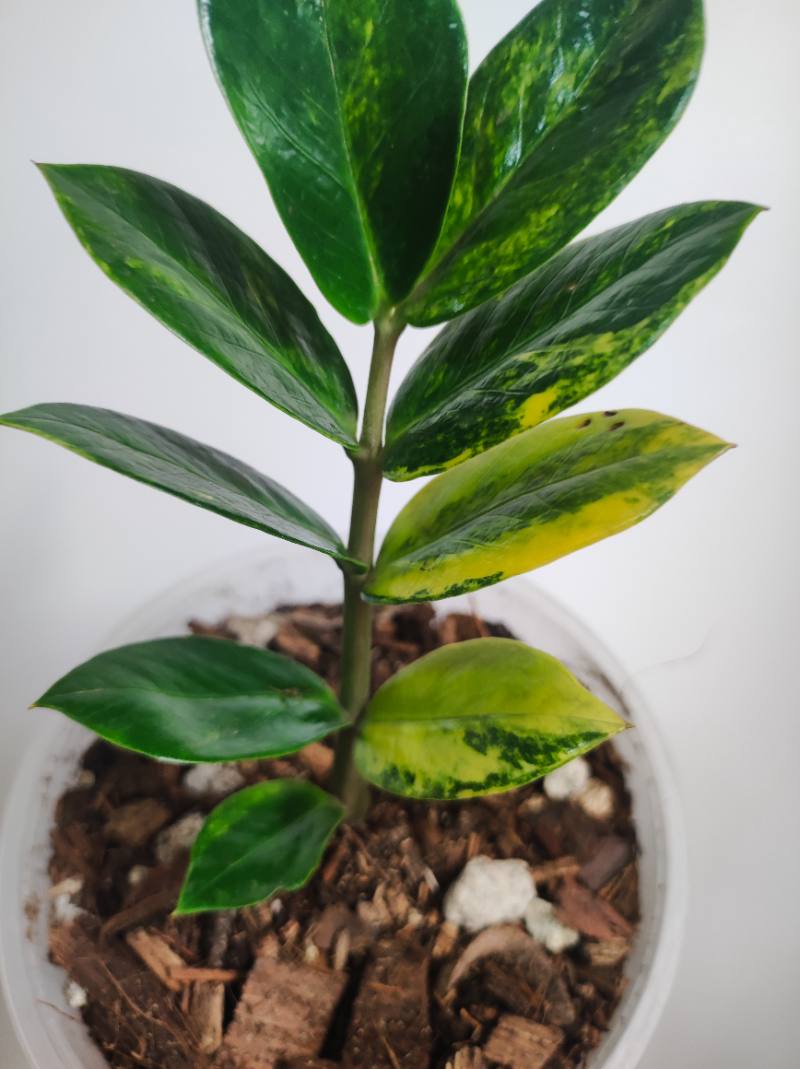 Zz variegada foto 3